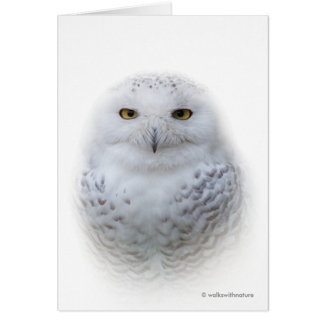 Schöne Dreamy Serene Snowy Owl Grußkarte (Vorne)