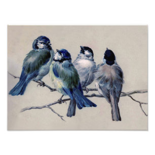 Schöne, dunkelblaue, graue Vögel auf einer Abzweig Fotodruck