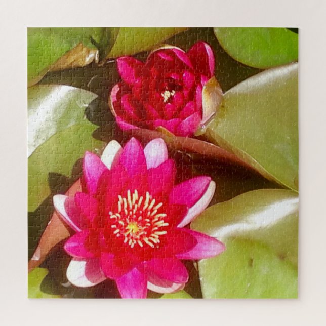 Schöne dunkelrosa Wasserlilie, Lotus Blossom (Vertikal)