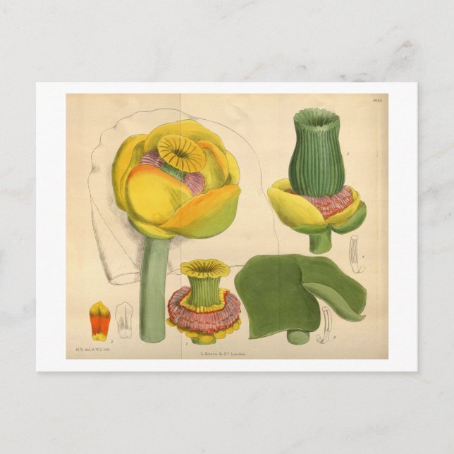 Schöne, einzigartige Blume Postkarte (Vorderseite)