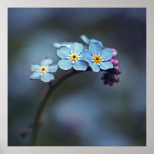 Schöne Elegant Blue Vergessen-me-nicht-Blume Poster