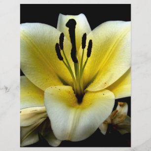 Schöne elegante gelbe auf schwarzer Blume Flyer