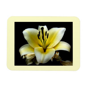 Schöne elegante gelbe Blume auf schwarzem Hintergr Magnet