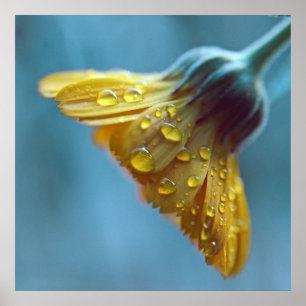 Schöne elegante gelbe Marigold-Blume fällt ab Poster