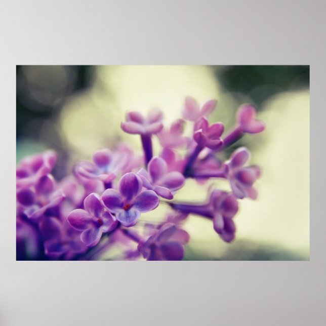 Schöne elegante Lila Lilac-Blume Poster (Vorne)