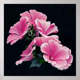 Schöne elegante Rosa Rose Blume Poster