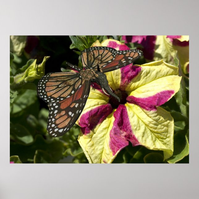 Schöne Elephant Butterfly Poster (Vorne)