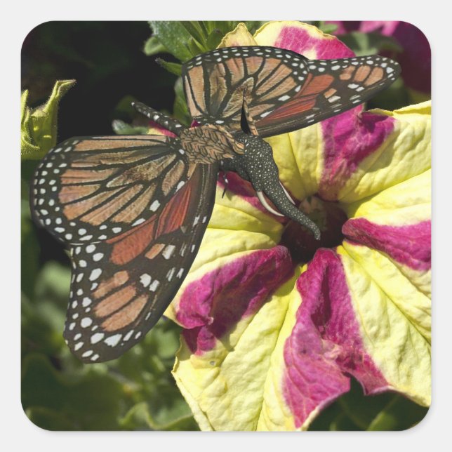 Schöne Elephant Butterfly Quadratischer Aufkleber (Vorderseite)