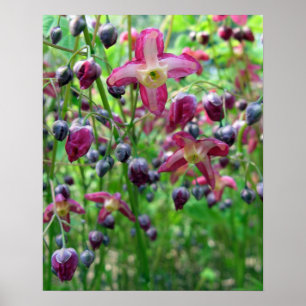 Schöne Epimedium-Blüten und -Knospchen Frühjahrsfo Poster