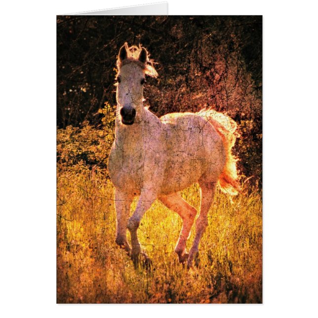 Schöne Equine (Vorne)