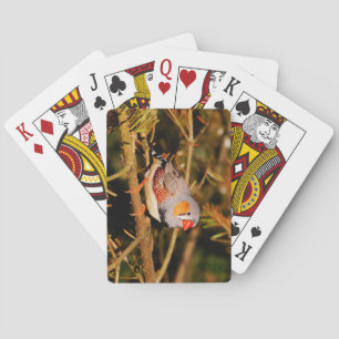 Schöne Farben Zebra Finch Bird Spielkarten