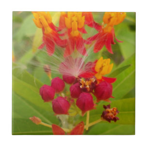 Schöne, farbenfrohe Blüte mit Milkweed Art Printin Fliese