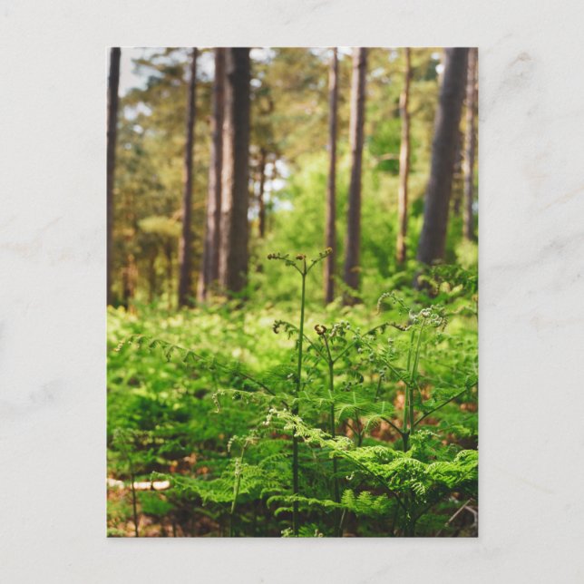 Schöne Farnwälder Postkarte (Vorderseite)