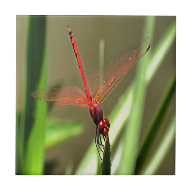 Schöne Firecracker Dragonfly Akryllische Malerei Fliese (Vorderseite)