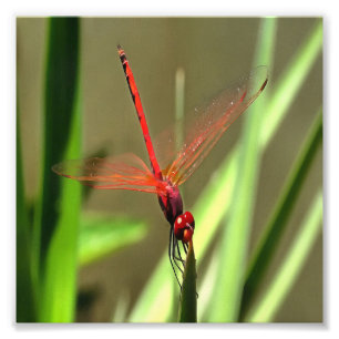 Schöne Firecracker Dragonfly Akryllische Malerei Fotodruck