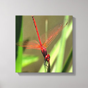 Schöne Firecracker Dragonfly Akryllische Malerei Leinwanddruck