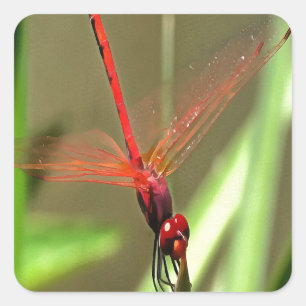Schöne Firecracker Dragonfly Akryllische Malerei Quadratischer Aufkleber