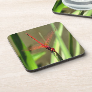 Schöne Firecracker Dragonfly Akryllische Malerei Untersetzer