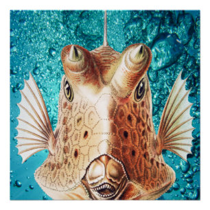 Schöne Fisch Kunst vom Earnst Haeckel Poster