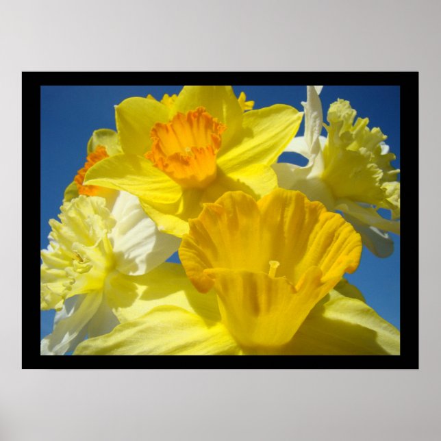 Schöne florale Kunstdrucke Botanische Daffodien Poster (Vorne)