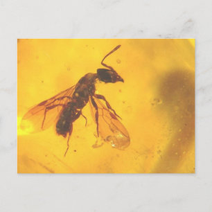 Schöne Fossilienwespe in dominikanischem Bernstein Postkarte