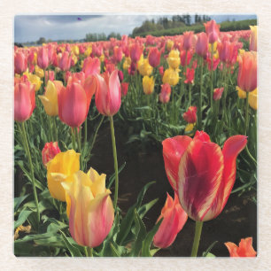 Schöne Frühlings-Tulpen auf einem Feld, Oregon Glasuntersetzer
