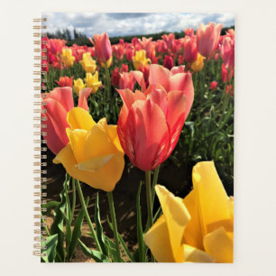 Schöne Frühlings-Tulpen auf einem Feld, Oregon Planer