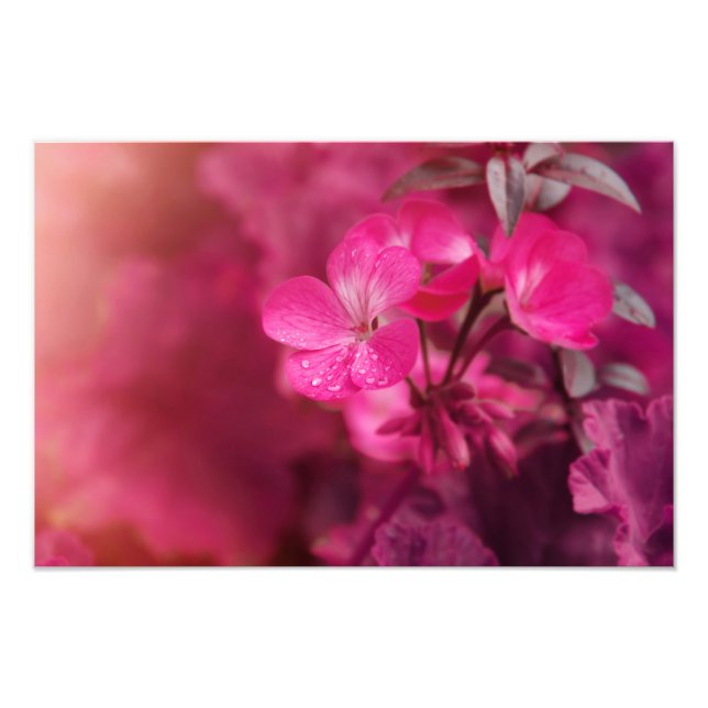 Schöne Frühlingsblumen Fotodruck (Vorne)