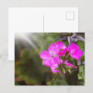 Schöne Frühlingsblumen Postkarte