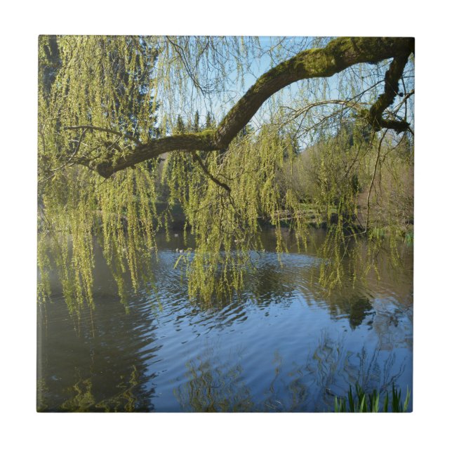 schöne Frühlingsweiden am Wasserteich. Fliese (Vorderseite)