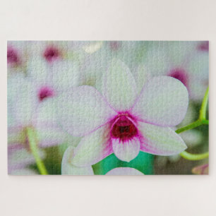 Schöne Fuchsien und weiße Blume