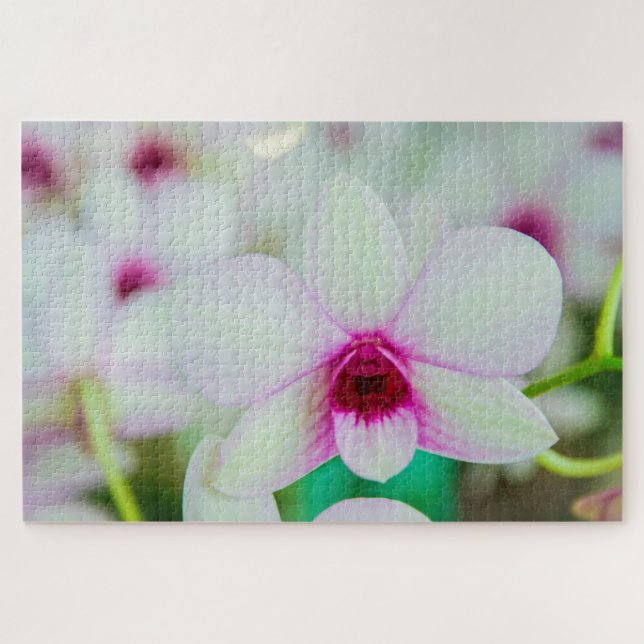 Schöne Fuchsien und weiße Blume (Horizontal)