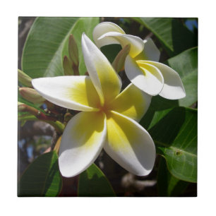 Schöne gelb-weiße Plumeria-Blume Fliese