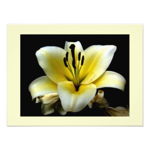 Schöne gelbe Blume auf schwarzer Blumennatur Fotodruck