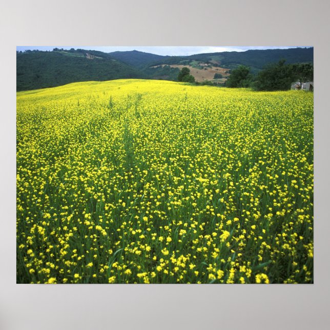 Schöne gelbe Blume bedeckte Felder von San Poster (Vorne)