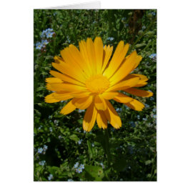 schöne gelbe Blume, daisy