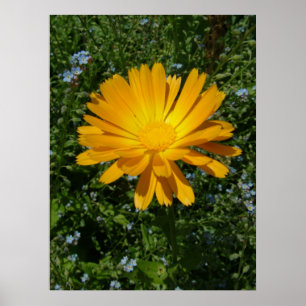 schöne gelbe Blume, daisy Poster