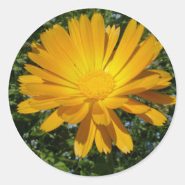 schöne gelbe Blume, daisy Runder Aufkleber