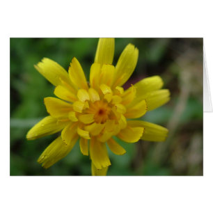 Schöne gelbe Blume, Löwenzahn