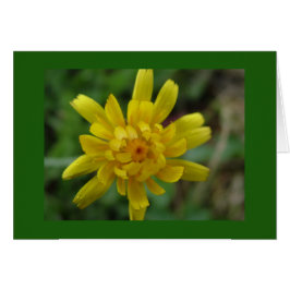 Schöne gelbe Blume, Löwenzahn