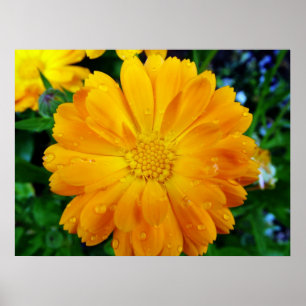schöne, gelbe Blume Poster