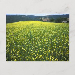Schöne gelbe Blumen bedeckten Felder von San Postkarte