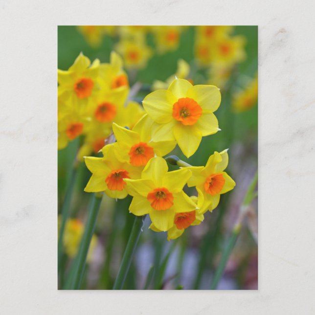 Schöne gelbe Frühlingsnadel Postkarte (Vorderseite)