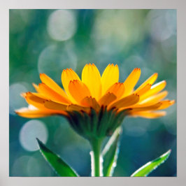 Schöne Gelbe Marigold-Blume mit Sonnenlicht Poster