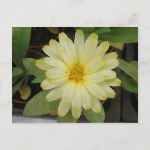 Schöne Gelbe Marigold Postkarte