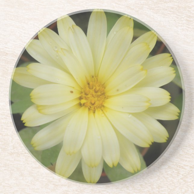 Schöne Gelbe Marigold-Untersetzer Sandstein Untersetzer (Vorne)