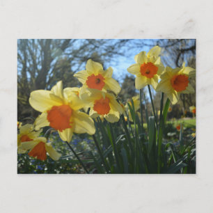 Schöne, gelbe, orangefarbene Blume Postkarte
