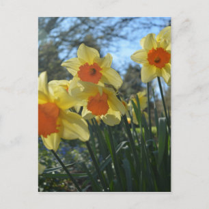 Schöne, gelbe, orangefarbene Blume Postkarte