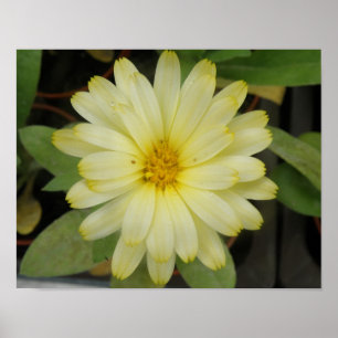Schöne gelbe Ringelblumen-Druck Poster