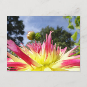 Schöne Gelbe Rosa Dahlia DIY Postkarte